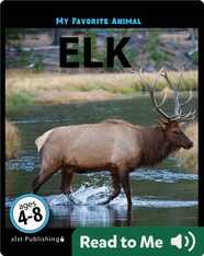 My Favorite Animal: Elk
