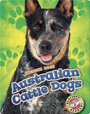 Australian Cattle Dogs