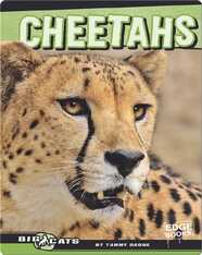 Cheetahs