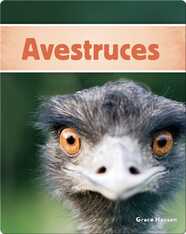 Avestruces