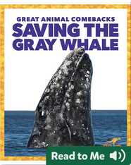 Saving the Gray Whale