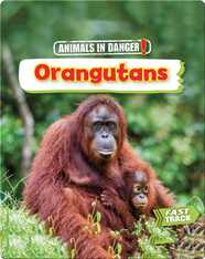 Animals in Danger: Orangutans