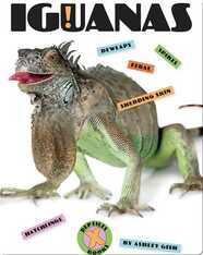 Iguanas