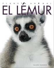 Planeta Animal: El Lémur