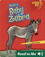 Meet a Baby Zebra