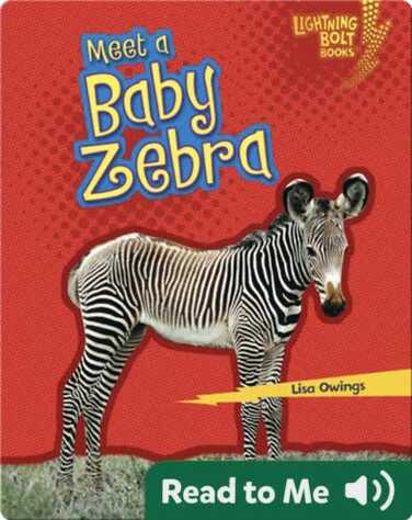 Meet a Baby Zebra book