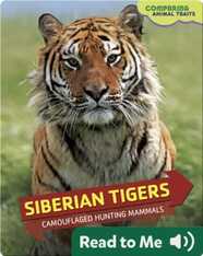 Siberian Tigers: Camouflaged Hunting Mammals
