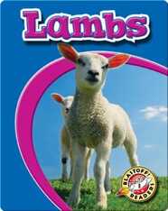 Lambs: Watch Animals Grow