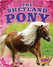 The Shetland Pony
