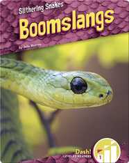 Boomslangs