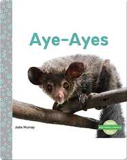 Aye-Aye