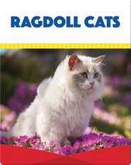 Ragdoll Cats