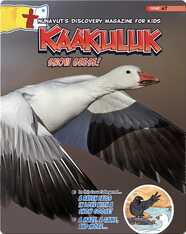 Kaakuluk: Snow Geese!