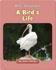 Hello, Everglades!: A Bird's Life