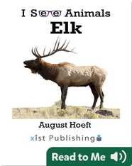 I See Animals: Elk