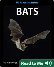 My Favorite Animal: Bats