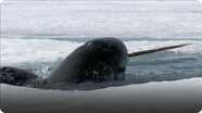 Frozen Planet: Narwhals