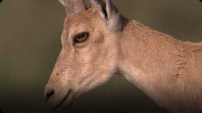 BBC Life: Ibex book