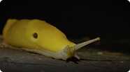 How Banana Slugs Help Forests to Grow