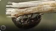 Nature's Scuba Divers: How Beetles Breathe Underwater