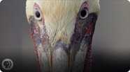 How Do Pelicans Survive Their Death-Defying Dives?