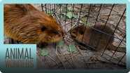 Beavers Meet! Will They Be Friends?