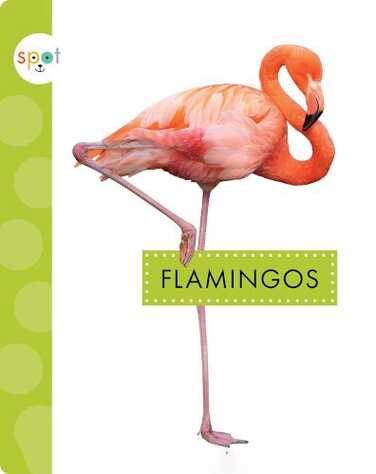 Spot Big Birds: Flamingos book