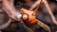 Deep Look: Australian Walking Stick Insects Are Three Times Weirder Than You Think