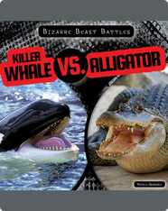 Bizarre Beast Battles: Killer Whale vs. Alligator