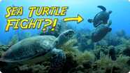 Sea Turtles of Roatan Fighting over the Best Sponges!