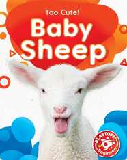 Too Cute: Baby Sheep