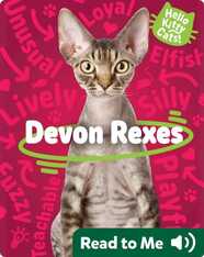 Hello Kitty Cats! Devon Rexes