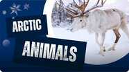 Why Are Arctic Animals Special?