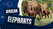 Why Are African Elephants Special?
