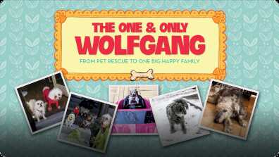 The One and Only Wolfgang book