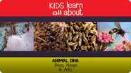 Animal DNA - Bees, Wasps & Ants