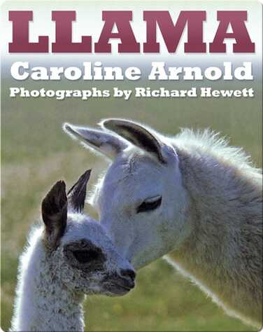 Llama book