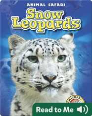 Snow Leopards