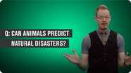 Can Animals Predict Natural Disasters?