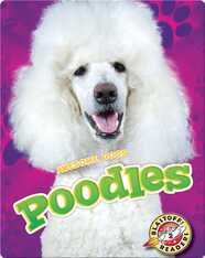 Awesome Dogs: Poodles