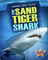 The Sand Tiger Shark
