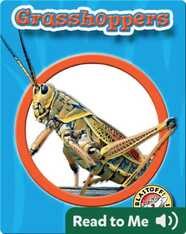 World of Insects: Grasshoppers
