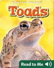 Toads: Backyard Wildlife