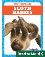 Rain Forest Babies: Sloth Babies