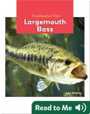 Freshwater Fish: Largemouth Bass