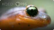 Deep Look: Ensatina Salamanders Are Heading For a Family Split