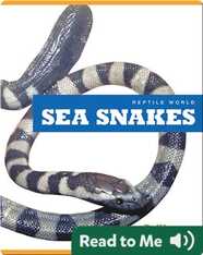Reptile World: Sea Snakes