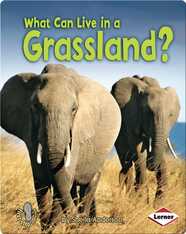 What Can Live in a Grassland?