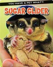 Sugar Glider