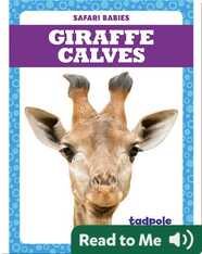 Giraffe Calves